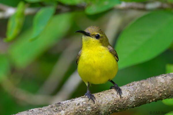 Palawan Sunbird ♀ - Philippines - Palawan - 2025