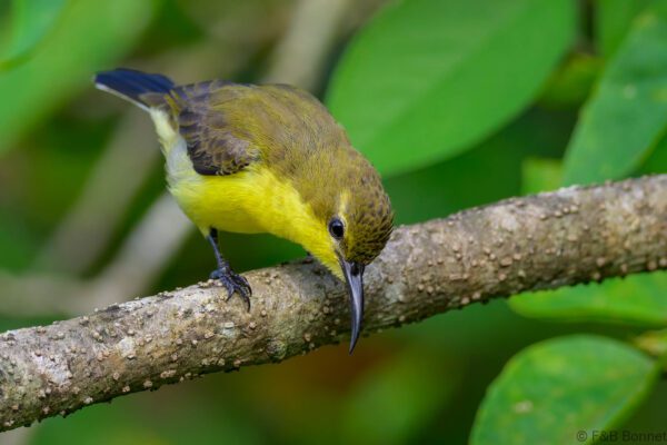 Palawan Sunbird ♀ - Philippines - Palawan - 2025