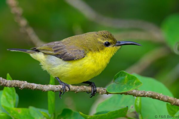 Palawan Sunbird ♀ - Philippines - Palawan - 2025
