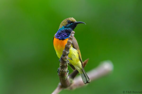 Palawan Sunbird ♂ - Philippines - Palawan - 2025