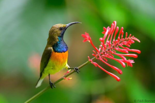 Palawan Sunbird ♂ - Philippines - Palawan - 2025