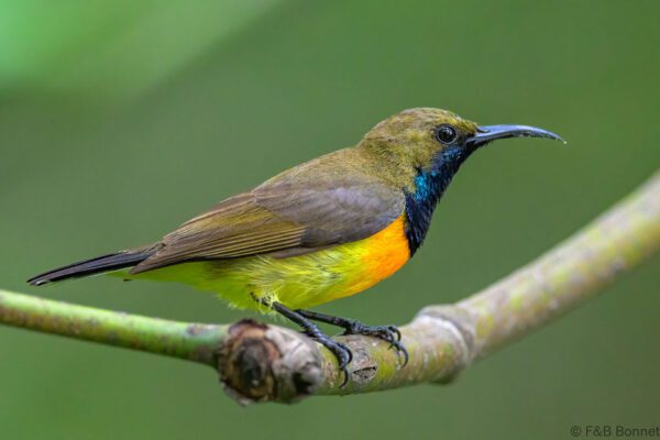 Palawan Sunbird ♂ - Philippines - Palawan - 2025