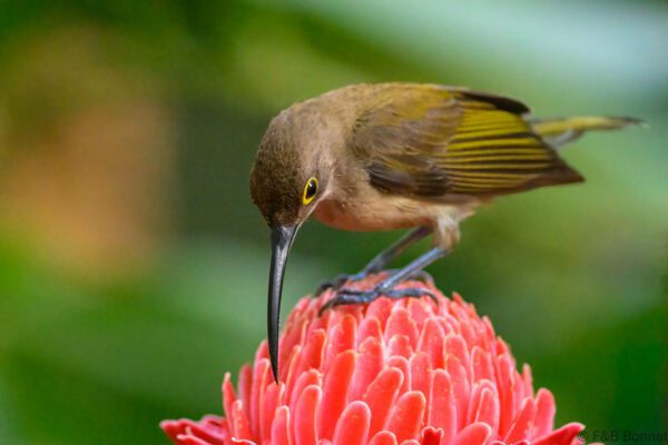 Pale Spiderhunter - Philippines - Palawan - 2025