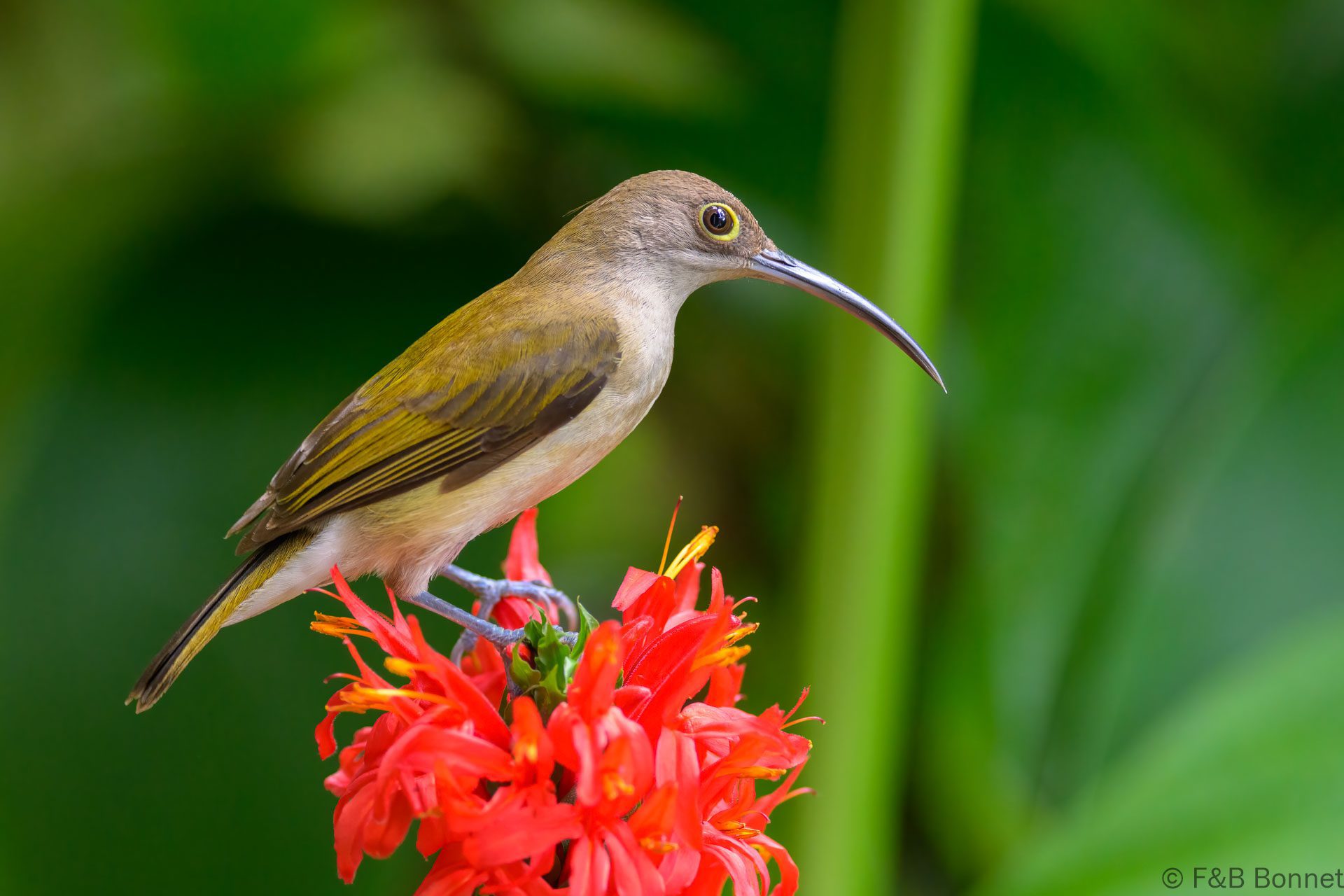 Pale Spiderhunter - Philippines - Palawan - 2025