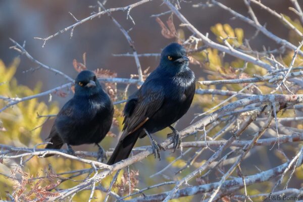 Pale winged Starling - South Africa - Augrabies Falls NP - 2024