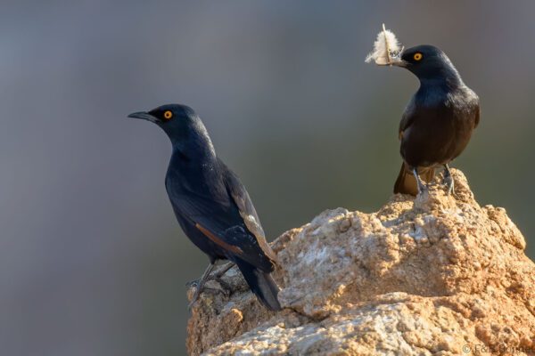 Pale winged Starling - South Africa - Augrabies Falls NP - 2024