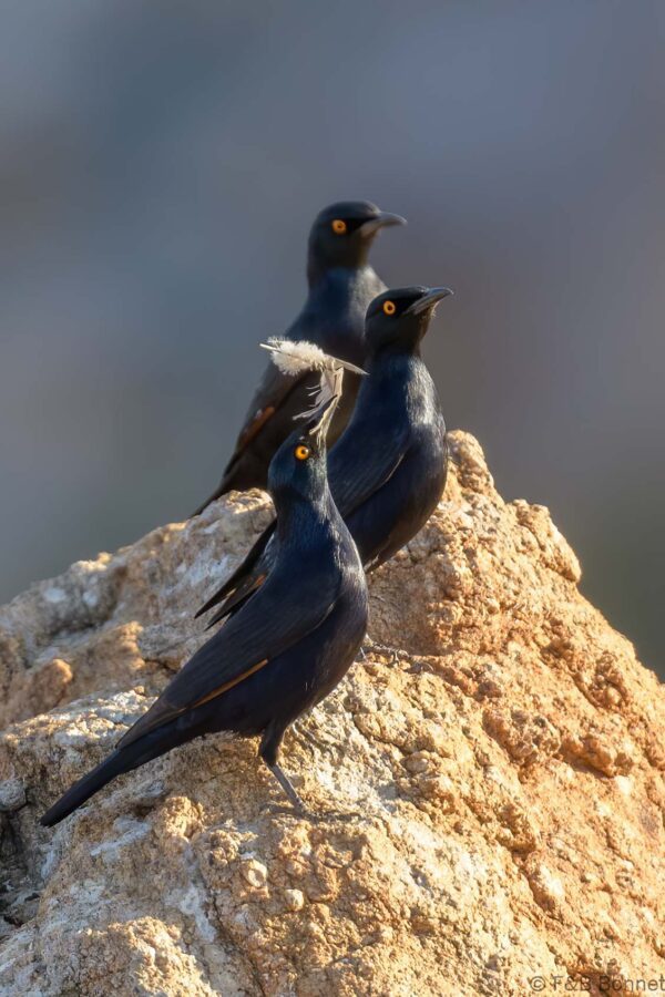 Pale winged Starling - South Africa - Augrabies Falls NP - 2024