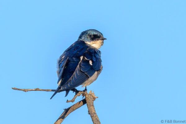 Pearl-breasted Swallow - South Africa - Pilanesberg GR - 2025