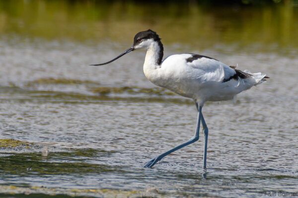 Pied Avocet - South Africa - Knysna - 2022