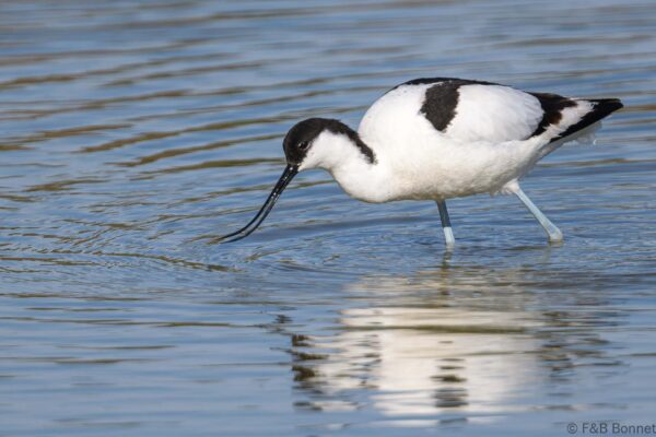 Avoceta común - España - Andalucía - 2023