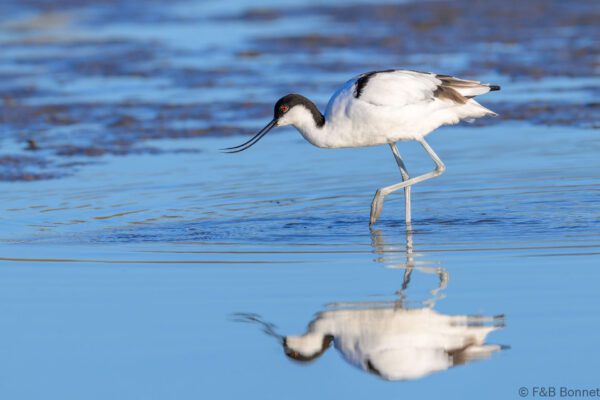 Pied Avocet - South Africa - Velddrif - 2024