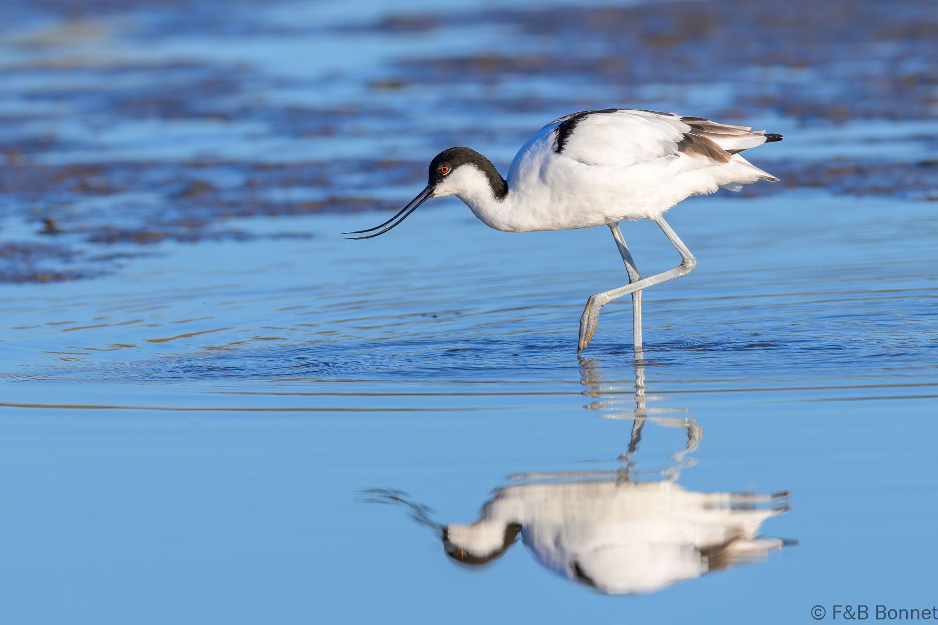 Pied Avocet - South Africa - Velddrif - 2024