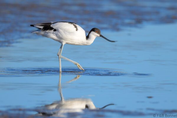 Pied Avocet - South Africa - Velddrif - 2024