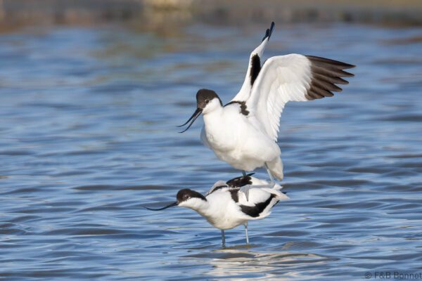 Avoceta común - España - Andalucía - 2023