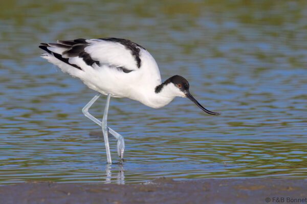 Pied Avocet - South Africa - Velddrif - 2024