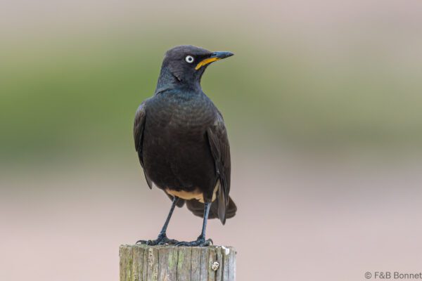 Pied Starling - South Africa - De Hoop - 2022