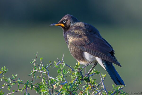 Pied Starling - South Africa - Addo NP - 2022