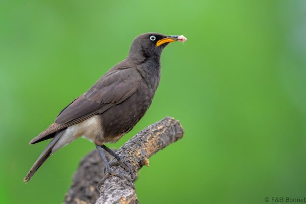 Pied Starling - South Africa - Khoisan Karoo Conservancy - 2025