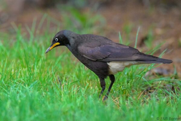 Pied Starling - South Africa - Khoisan Karoo Conservancy - 2025