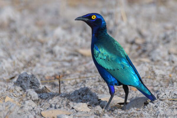 Choucador pourpré - Sénégal - Niokolo Koba - 2023
