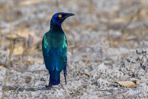 Choucador pourpré - Sénégal - Niokolo Koba - 2023