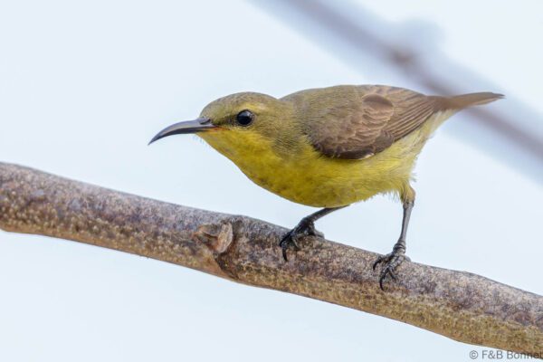 Purple Sunbird ♀ - Thailand - Lamphun - 2024