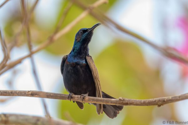 Purple Sunbird ♂ - Thailand - Lamphun - 2024