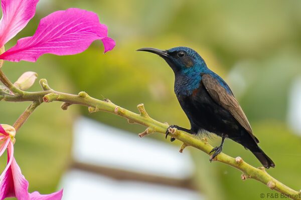 Purple Sunbird ♂ - Thailand - Lamphun - 2024
