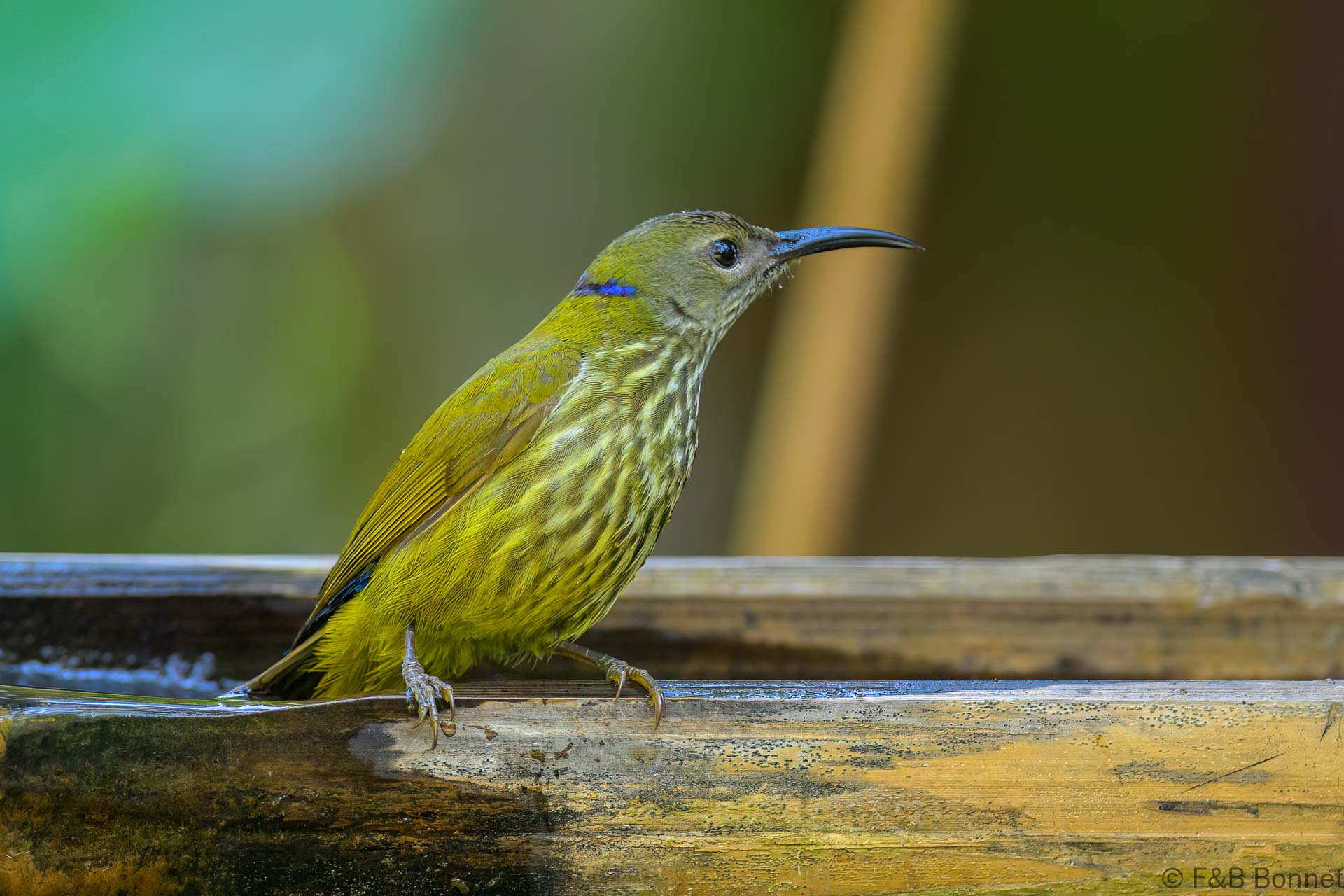 Purple-naped Spiderhunter - Thailand - Chiang Rai - 2026