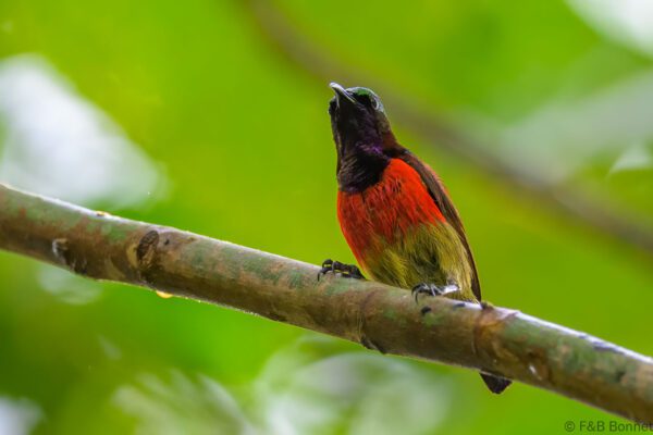 Purple-throated Sunbird - Philippines - Palawan - 2025