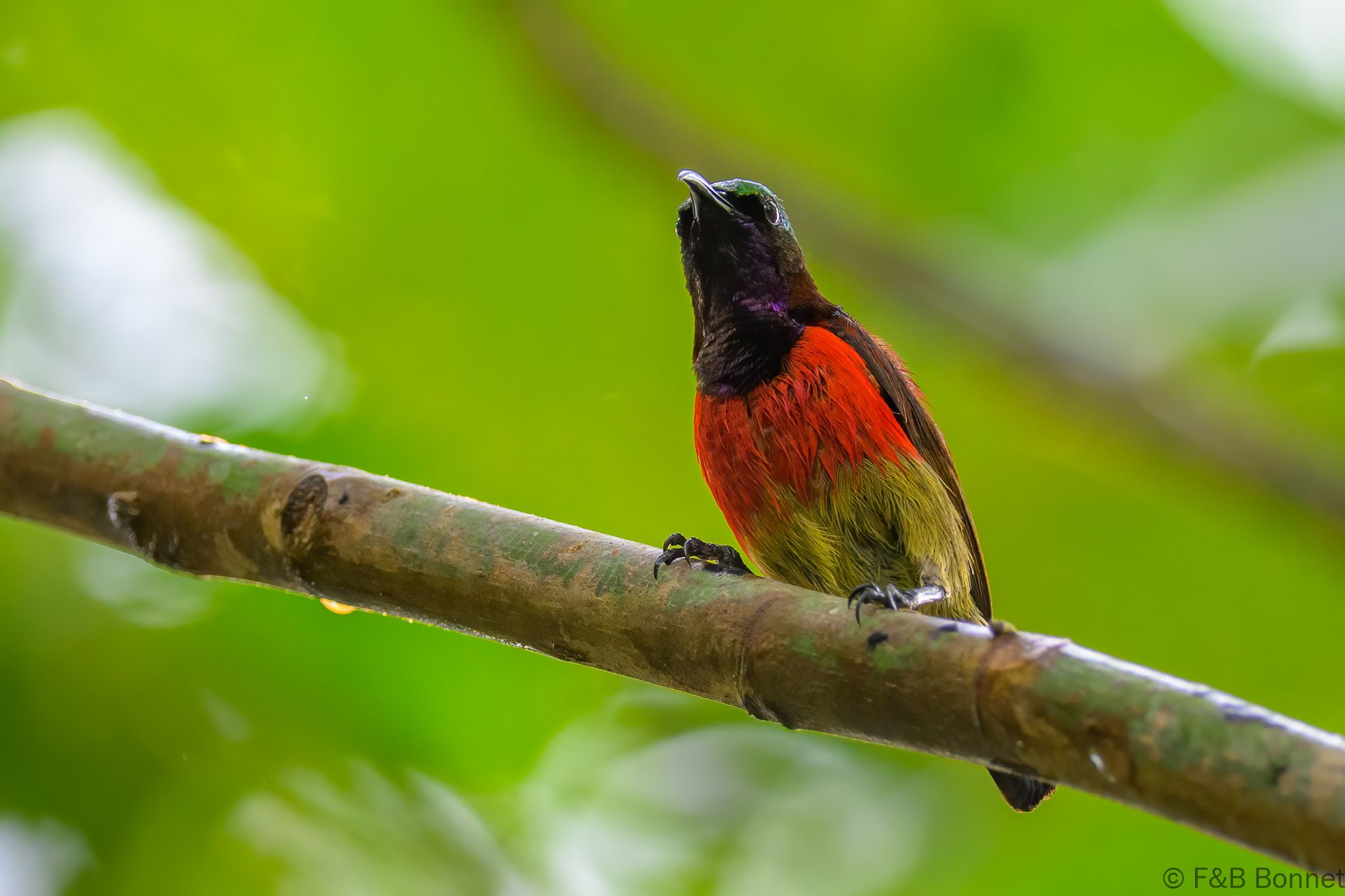 Purple-throated Sunbird - Philippines - Palawan - 2025