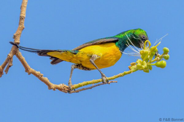 Souimanga pygmée - Sénégal - Dindéfélo - 2023