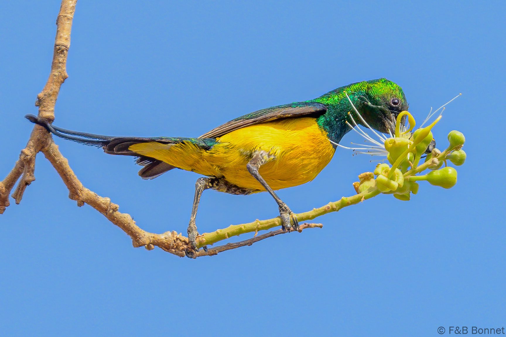 Souimanga pygmée - Sénégal - Dindéfélo - 2023