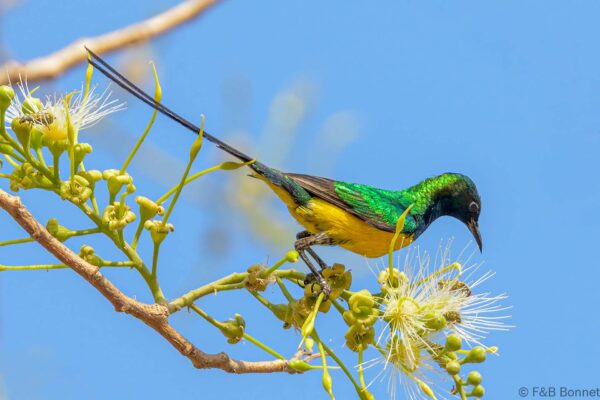 Souimanga pygmée - Sénégal - Dindéfélo - 2023
