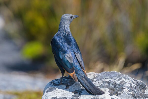 Red-winged Starling ♀ - South Africa - Cape Town - 2022
