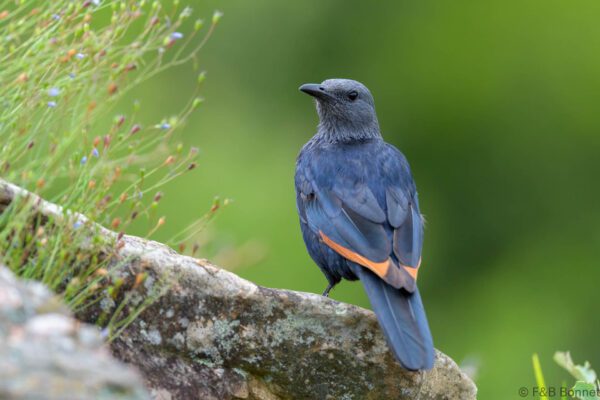 Red-winged Starling ♀ - South Africa - Giants Castle - 2026