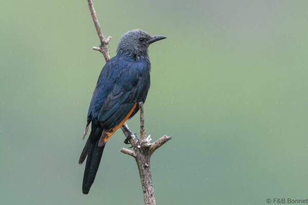 Red-winged Starling ♀ - South Africa - Giants Castle - 2026