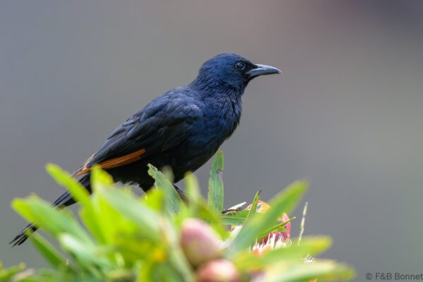 Red-winged Starling ♂ - South Africa - Giants Castle - 2026