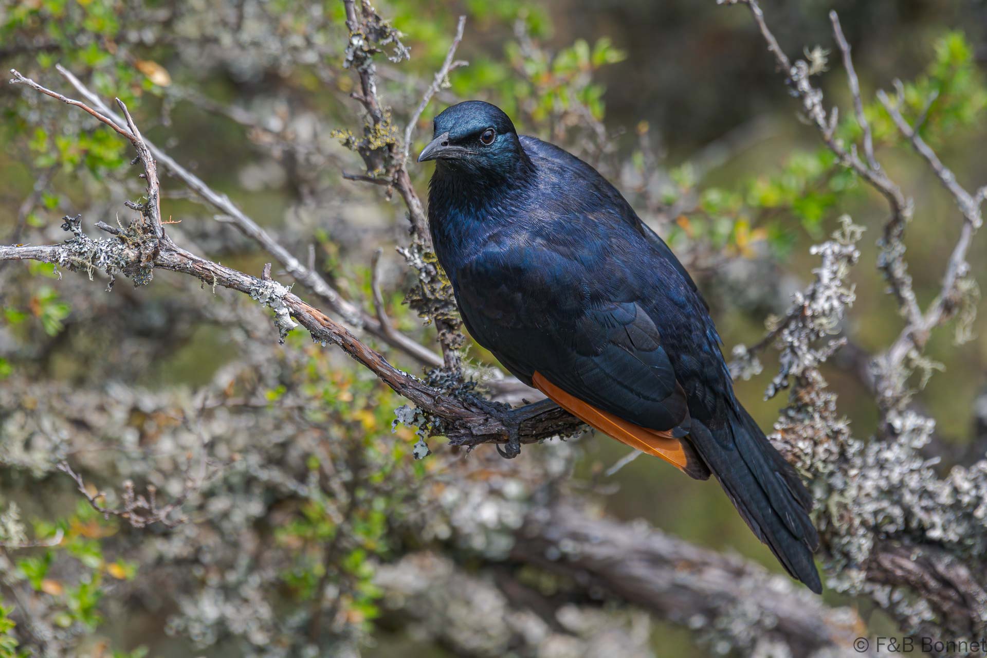 Red-winged Starling ♂ - South Africa - Cape Town - 2022