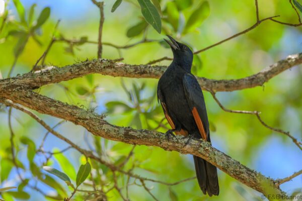 Red-winged Starling ♂ - South Africa - Kruger NP - 2025