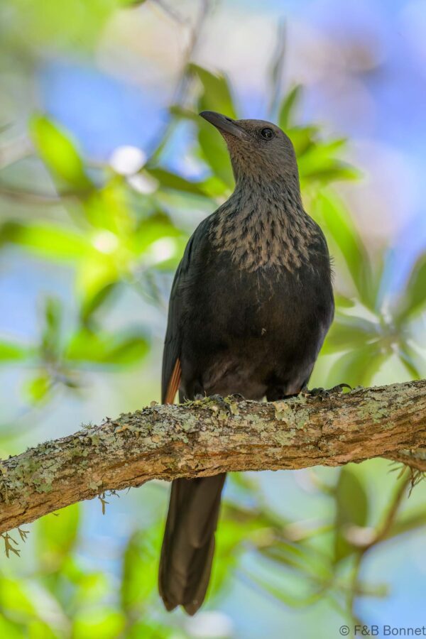 Red-winged Starling ♀ - South Africa - Kruger NP - 2025