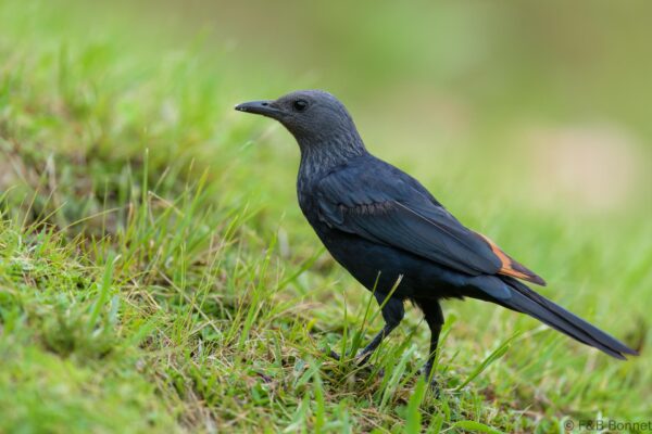 Red-winged Starling ♀ - South Africa - Giants Castle - 2026