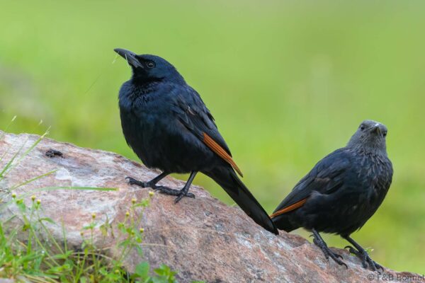 Red-winged Starling ♂ & ♀ - South Africa - Giants Castle - 2026