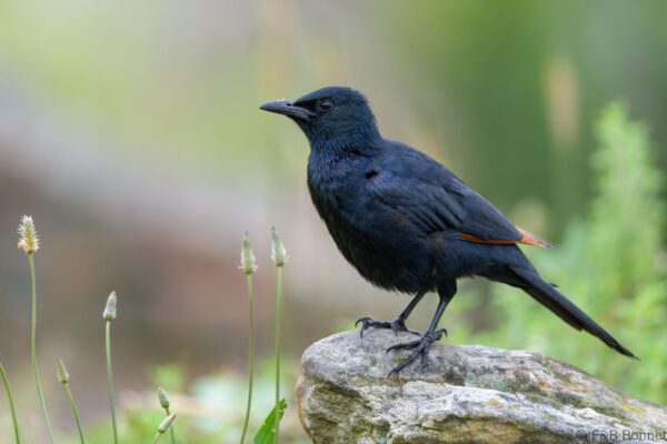 Red-winged Starling ♂ - South Africa - Giants Castle - 2026