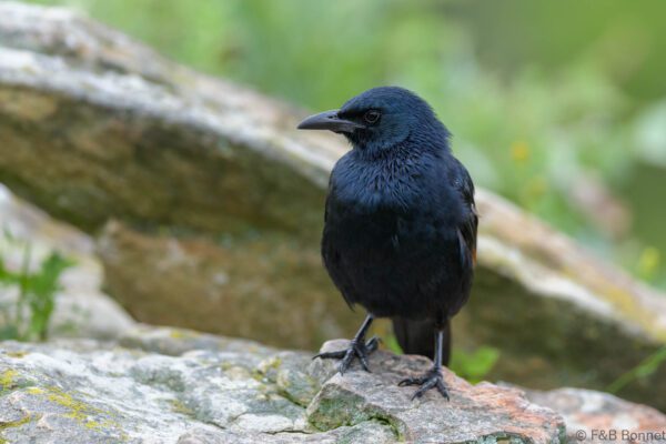 Red-winged Starling ♂ - South Africa - Giants Castle - 2026