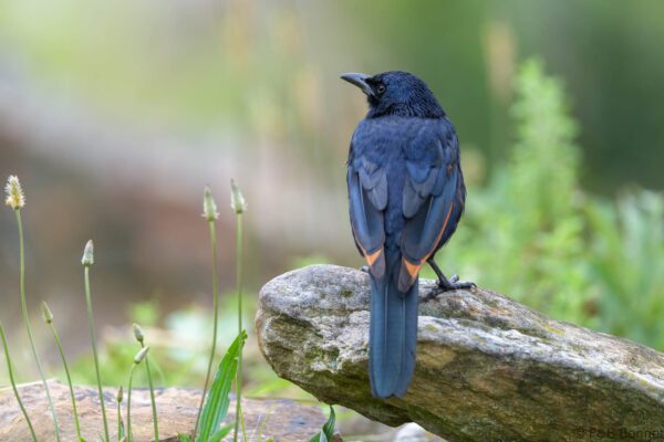 Red-winged Starling ♂ - South Africa - Giants Castle - 2026