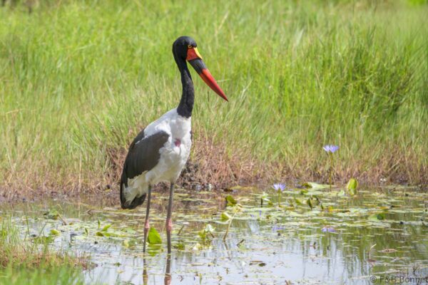 Saddle-billed Stork - South Africa - iSimangaliso - 2025