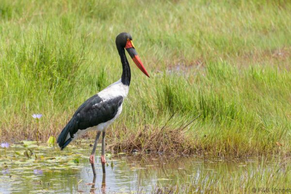 Saddle-billed Stork - South Africa - iSimangaliso - 2025