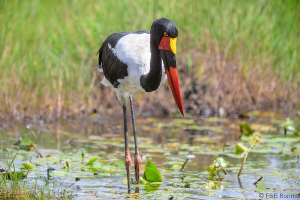 Saddle-billed Stork - South Africa - iSimangaliso - 2025