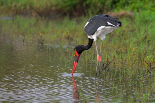 Saddle-billed Stork - South Africa - Kruger NP - 2025